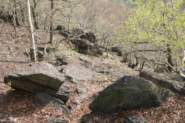 Horní Jiřetín, 24.4.2015
Jezerka.
Schlüsselwörter: Horní Jiřetín Jezerka Anostirus bohemicus castaneus