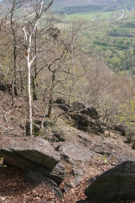 Horní Jiřetín, 24.4.2015
Jezerka.
Klíčová slova: Horní Jiřetín Jezerka Anostirus bohemicus castaneus
