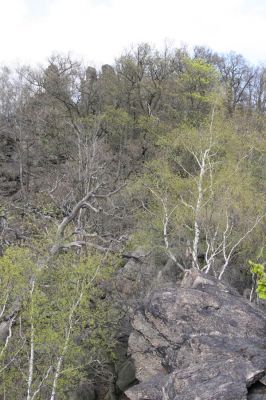 Horní Jiřetín, 24.4.2015
Jezerka.
Klíčová slova: Horní Jiřetín Jezerka Anostirus bohemicus castaneus