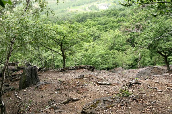 Horní Jiřetín, Jezeří, Jezerka, 26.5.2008
Jihovýchodní svah Jánského vrchu. Osluněné suťoviště osídlené kovaříky Quasimus minutissimus.  
Mots-clés: Jezerské lesy Jezerka Jánský vrch Quasimus minutissimus