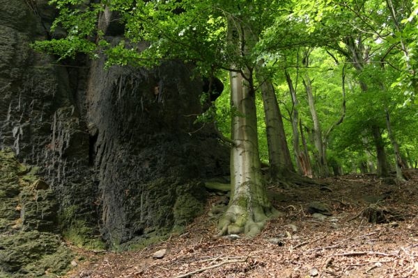 Horní Jiřetín, Jezeří, Jezerka, 26.5.2008
Suťový les na jihovýchodním svahu.
Klíčová slova: Krušné hory Horní Jiřetín Jezeří Jezerka