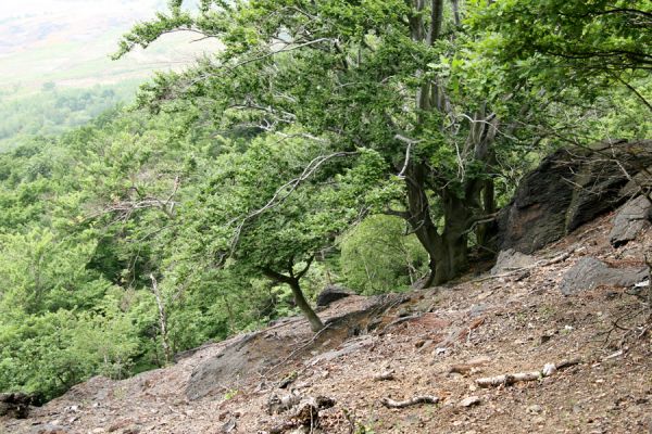 Horní Jiřetín, Jezeří, Jezerka, 26.5.2008
Jihovýchodní svah Jánského vrchu. Osluněné suťoviště osídlené kovaříky Quasimus minutissimus.  
Klíčová slova: Jezerské lesy Jezerka Jánský vrch Quasimus minutissimus