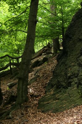 Horní Jiřetín, Jezeří, Jezerka, 26.5.2008
Suťový les na jihovýchodním svahu.
Keywords: Krušné hory Horní Jiřetín Jezeří Jezerka