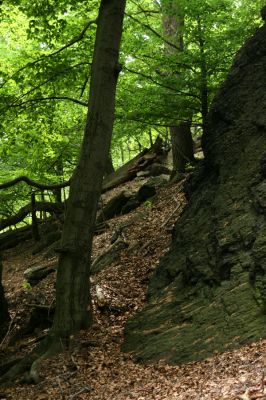 Horní Jiřetín, Jezeří, Jezerka, 26.5.2008
Suťový les na jihovýchodním svahu.
Klíčová slova: Krušné hory Horní Jiřetín Jezeří Jezerka