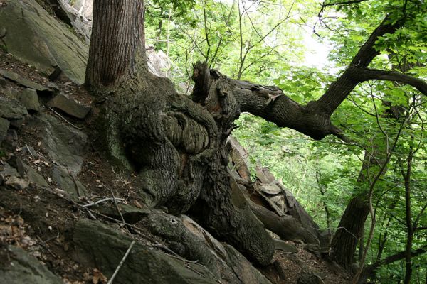 Horní Jiřetín, Jezeří, Jezerka, 26.5.2008
Monumentální kmen krušnohorského skalního dubu. Obr, bránící skaliskám v pohybu do údolí.
Klíčová slova: Vysoká Pec Jezerské lesy Jezerka