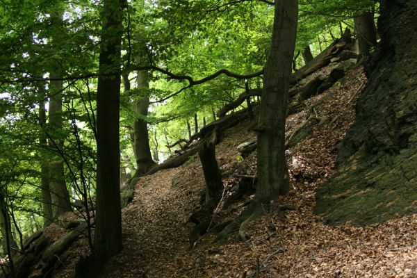 Horní Jiřetín, Jezeří, Jezerka, 26.5.2008
Suťový les na jihovýchodním svahu.
Klíčová slova: Krušné hory Horní Jiřetín Jezeří Jezerka