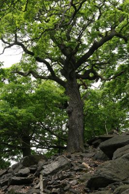 Horní Jiřetín, Jezeří, Jezerka, 26.5.2008
Suťový les na jihovýchodním svahu.
Klíčová slova: Krušné hory Horní Jiřetín Jezeří Jezerka