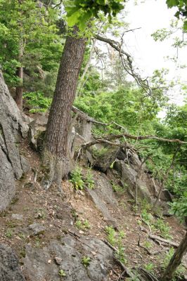 Horní Jiřetín, Jezeří, Jezerka, 26.5.2008
Suťový les na jihovýchodním svahu.
Klíčová slova: Krušné hory Horní Jiřetín Jezeří Jezerka