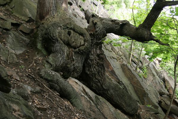 Horní Jiřetín, Jezeří, Jezerka, 26.5.2008
Mohutný dub v suťovém lese na jižním svahu 
Keywords: Krušné hory Horní Jiřetín Jezeří Jezerka