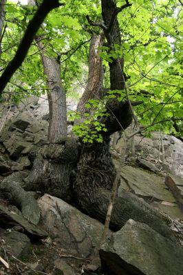 Horní Jiřetín, Jezeří, Jezerka, 26.5.2008
Mohutný dub v suťovém lese na jižním svahu
Klíčová slova: Krušné hory Horní Jiřetín Jezeří Jezerka