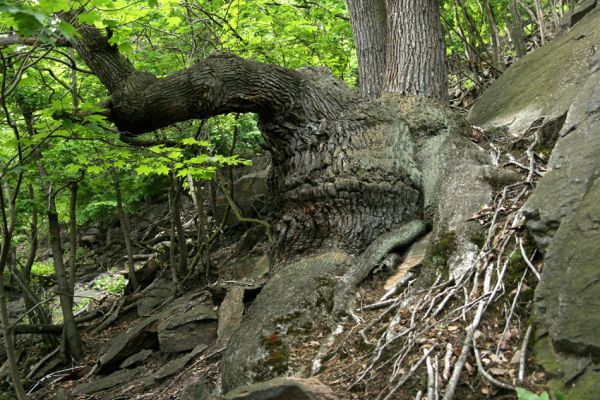 Horní Jiřetín, Jezeří, Jezerka, 26.5.2008
Mohutný dub v suťovém lese na jižním svahu
Keywords: Krušné hory Horní Jiřetín Jezeří Jezerka