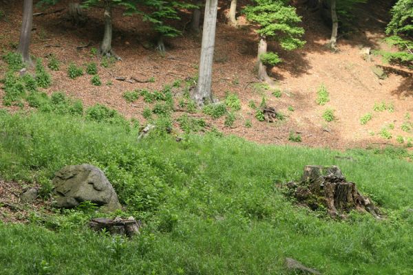 Horní Jiřetín, Jezeří, Jezerka, 26.5.2008
Holoseč v údolí Vesnického potoka.
Klíčová slova: Krušné hory Horní Jiřetín Jezeří Jezerka Vesnický potok Ctenicera cuprea
