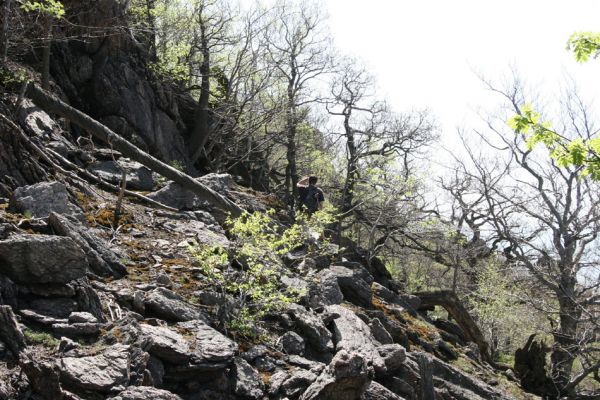 Jezeří, Jezerka, 28.4.2012
Biotop kovaříka Anostirus bohemicus.
Klíčová slova: Krušné hory, Jezeří Jezerka Anostirus bohemicus Dušánek