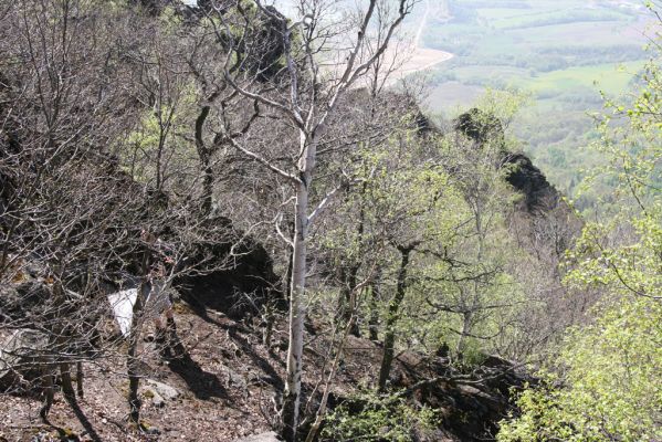 Jezeří, Jezerka, 28.4.2012
Suťový les na západním svahu Jezerky.
Klíčová slova: Krušné hory Jezeří Jezerka Anostirus bohemicus Dušánek