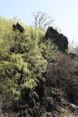 Jezeří, Jezerka, 28.4.2012
Suťový les na západním svahu Jezerky.
Klíčová slova: Krušné hory Jezeří Jezerka Anostirus bohemicus