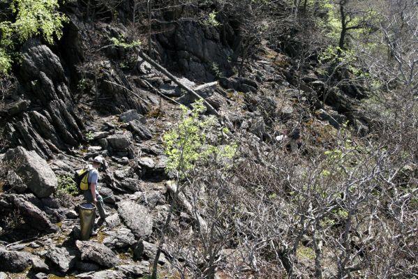 Jezeří, Jezerka, 28.4.2012
Suťový les na západním svahu Jezerky. Na lovu kovaříků Anostirus bohemicus.
Klíčová slova: Krušné hory Jezeří Jezerka Anostirus bohemicus Brůha