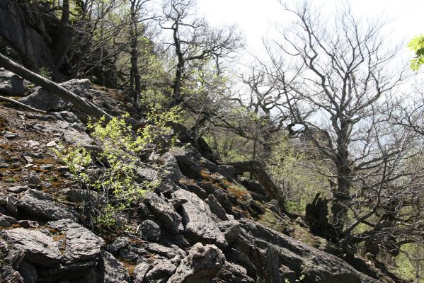 Jezeří, Jezerka, 28.4.2012
Suťový les na západním svahu Jezerky.
Klíčová slova: Krušné hory Jezeří Jezerka Anostirus bohemicus