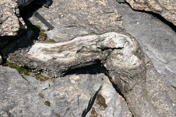 Horní Jiřetín, Jezeří, Jezerka, 8.5.2009
Pokroucený kmen reliktní borovice na skaliskách rezervace Jezerka. V mrtvém dřevě je několik pozoruhodných výletových otvorů...
Schlüsselwörter: Vysoká Pec Jezerka Dicerca moesta