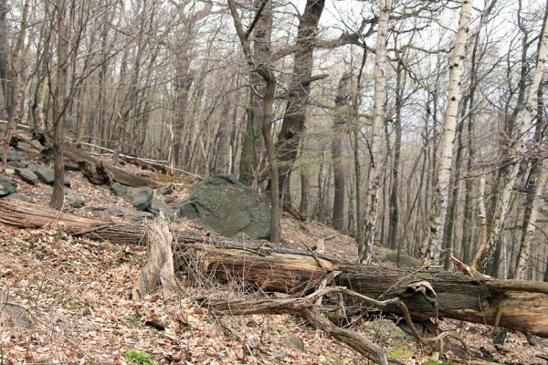 Jezerka, 9.4.2008
Suťový les na jihovýchodním svahu.
Klíčová slova: Krušné hory Horní Jiřetín Jezeří Jezerka