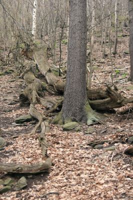 Jezerka, 9.4.2008
Suťový les na jihovýchodním svahu.
Schlüsselwörter: Krušné hory Horní Jiřetín Jezeří Jezerka Ampedus praeustus Gnorimus variabilis