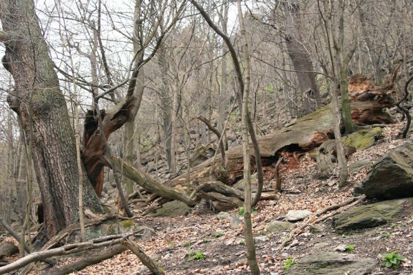 Jezerka, 9.4.2008
Suťový les na jihovýchodním svahu.
Klíčová slova: Krušné hory Horní Jiřetín Jezeří Jezerka Ampedus praeustus Gnorimus variabilis