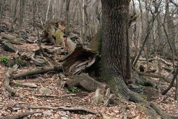 Jezerka, 9.4.2008
Suťový les na jihovýchodním svahu.
Klíčová slova: Krušné hory Horní Jiřetín Jezeří Jezerka Ampedus praeustus Gnorimus variabilis