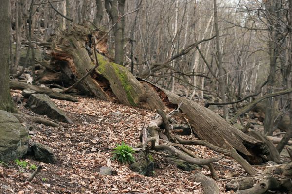 Jezerka, 9.4.2008
Suťový les na jihovýchodním svahu.
Schlüsselwörter: Krušné hory Horní Jiřetín Jezeří Jezerka Ampedus praeustus Gnorimus variabilis