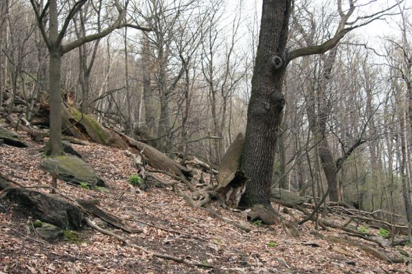 Jezerka, 9.4.2008
Suťový les na jihovýchodním svahu.
Klíčová slova: Krušné hory Horní Jiřetín Jezeří Jezerka Ampedus praeustus Gnorimus variabilis