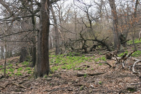 Jezerka, 9.4.2008
Suťový les na jihovýchodním svahu.
Klíčová slova: Krušné hory Horní Jiřetín Jezeří Jezerka