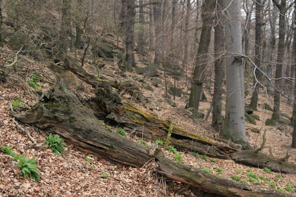 Jezerka, 9.4.2008
Suťový les na jihovýchodním svahu.
Klíčová slova: Krušné hory Horní Jiřetín Jezeří Jezerka