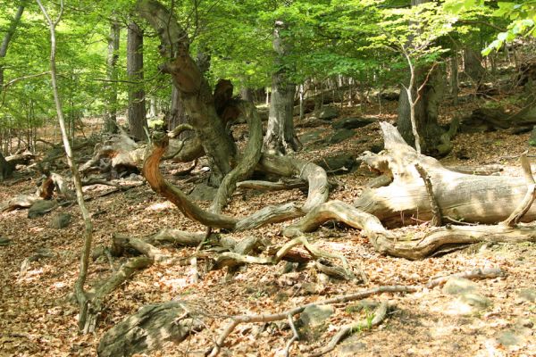 Horní Jiřetín, Jezeří, Jezerka, 9.5.2009
Suťový les na západním svahu.
Klíčová slova: Horní Jiřetín Jezeří Jezerka