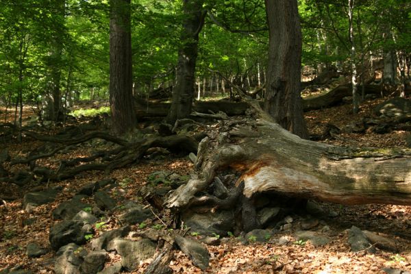 Horní Jiřetín, Jezeří, Jezerka, 9.5.2009
Suťový les na západním svahu.
Klíčová slova: Horní Jiřetín Jezeří Jezerka