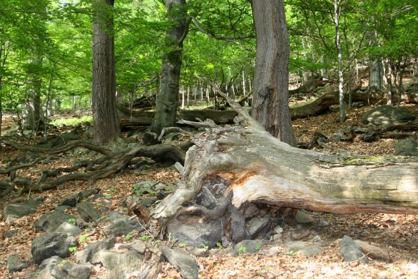 Horní Jiřetín, Jezeří, Jezerka, 9.5.2009
Suťový les na západním svahu.
Klíčová slova: Horní Jiřetín Jezeří Jezerka