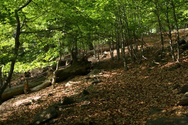 Horní Jiřetín, Jezeří, Jezerka, 9.5.2009
Suťový les na západním svahu.
Klíčová slova: Horní Jiřetín Jezeří Jezerka