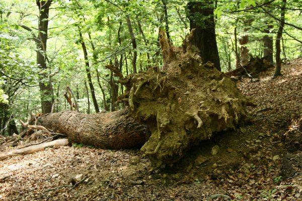 Horní Jiřetín, Jezeří, Jezerka, 9.5.2009
Suťový les na západním svahu.
Klíčová slova: Horní Jiřetín Jezeří Jezerka