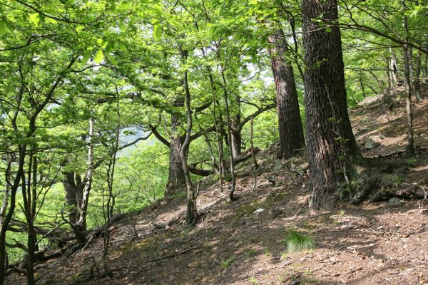 Horní Jiřetín, Jezeří, Jezerka, 9.5.2009
Suťový les na západním svahu.
Klíčová slova: Horní Jiřetín Jezeří Jezerka