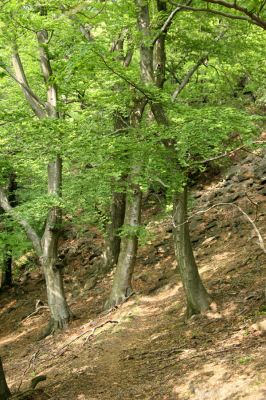 Horní Jiřetín, Jezeří, Jezerka, 9.5.2009
Suťový les na západním svahu nad přehradou.
Schlüsselwörter: Horní Jiřetín Jezeří Jezerka