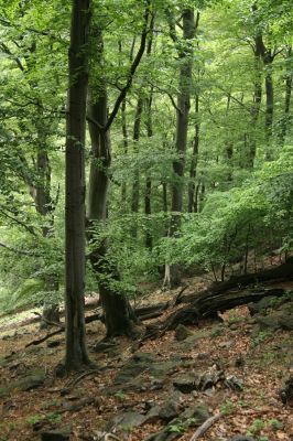 Horní Jiřetín, Jezeří, Jezerka, 9.5.2009
Suťový les na západním svahu.
Klíčová slova: Horní Jiřetín Jezeří Jezerka