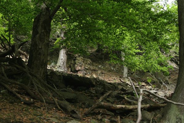 Horní Jiřetín, Jezeří, Jezerka, 9.5.2009
Suťový les na západním svahu.
Klíčová slova: Horní Jiřetín Jezeří Jezerka