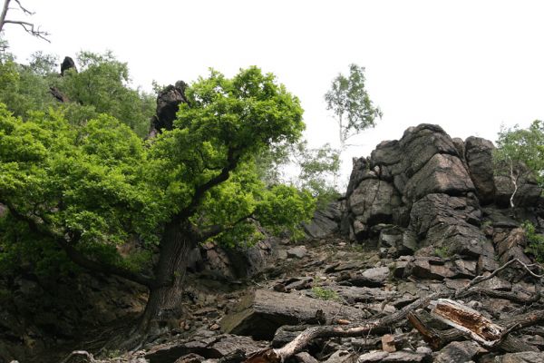 Horní Jiřetín, Jezeří, Jezerka, 9.5.2009
Suťoviště na západním svahu.
Mots-clés: Horní Jiřetín Jezeří Jezerka Anostirus bohemicus castaneus Cardiophorus gramineus nigerrimus