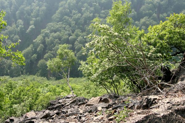 Horní Jiřetín, Jezeří, Jezerka, 9.5.2009
Suťoviště na západním svahu. Kvetoucí kaliny lákají množství kovaříků, např. Anostirus bohemicus. 
Klíčová slova: Horní Jiřetín Jezeří Jezerka Anostirus bohemicus castaneus Cardiophorus gramineus nigerrimus