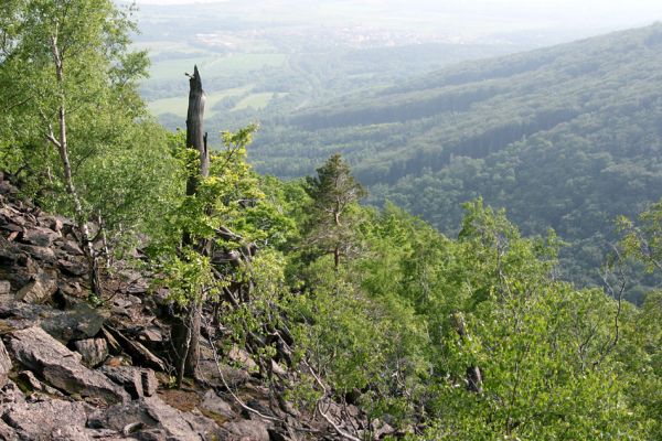 Horní Jiřetín, Jezeří, Jezerka, 9.5.2009
Suťoviště na západním svahu.
Klíčová slova: Horní Jiřetín Jezeří Jezerka