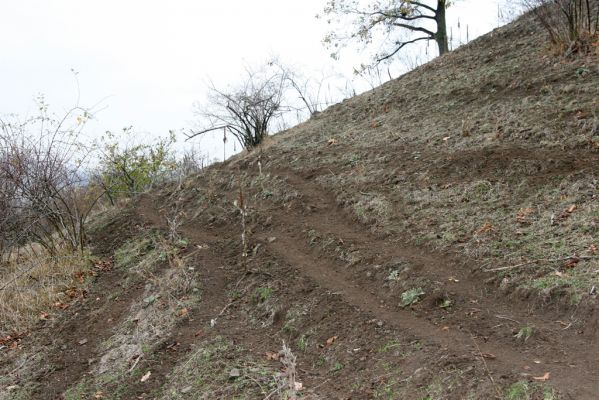 Jičín, 12.11.2018
Vrch Zebín - pastvina na jižním svahu.
Klíčová slova: Jičín vrch Zebín