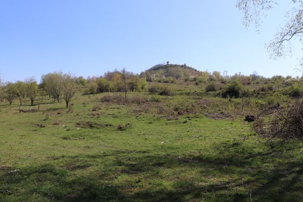 Jičín, 19.4.2019
Vrch Zebín - pastvina na severním svahu.
Klíčová slova: Jičín vrch Zebín pastvina