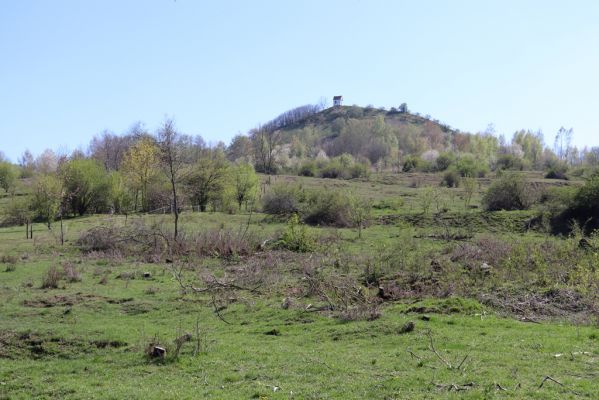 Jičín, 19.4.2019
Vrch Zebín - pastvina na severním svahu.
Klíčová slova: Jičín vrch Zebín pastvina