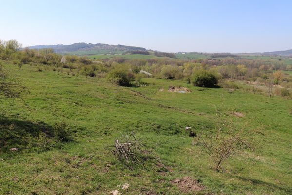 Jičín, 19.4.2019
Vrch Zebín - pastvina na severním svahu.
Klíčová slova: Jičín vrch Zebín pastvina