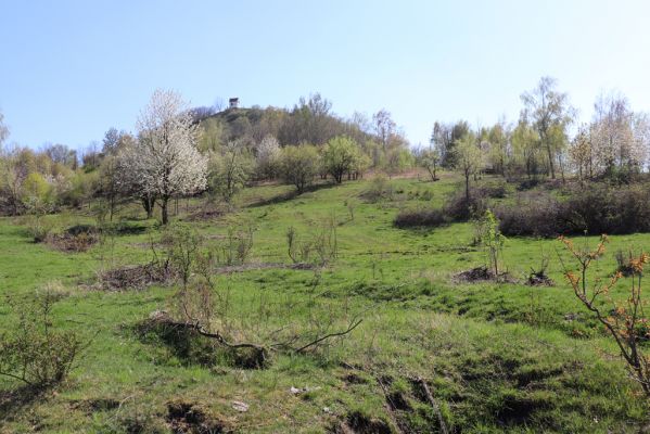 Jičín, 19.4.2019
Vrch Zebín - pastvina na severním svahu.
Keywords: Jičín vrch Zebín pastvina