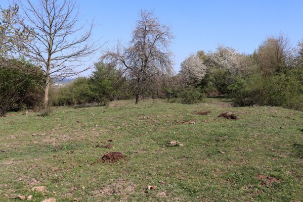 Jičín, 19.4.2019
Vrch Zebín - pastvina na severním svahu.
Klíčová slova: Jičín vrch Zebín pastvina