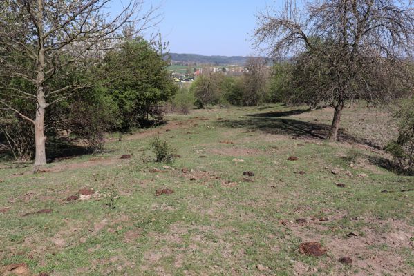 Jičín, 19.4.2019
Vrch Zebín - pastvina na severním svahu.
Klíčová slova: Jičín vrch Zebín pastvina