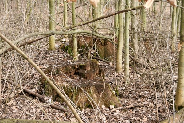 Jičín, 25.3.2018
Valdická obora - pozůstatky aleje v jihovýchodním výběžku.
Klíčová slova: Jičín Valdická obora